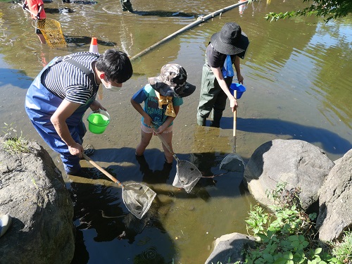 墨田区の「隅田公園ひょうたん池かいぼり大作戦」に参加しました