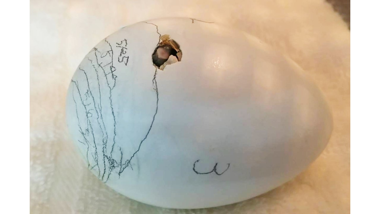 新しい命に出会うまでに私たちができること | コラム | 東京スカイ