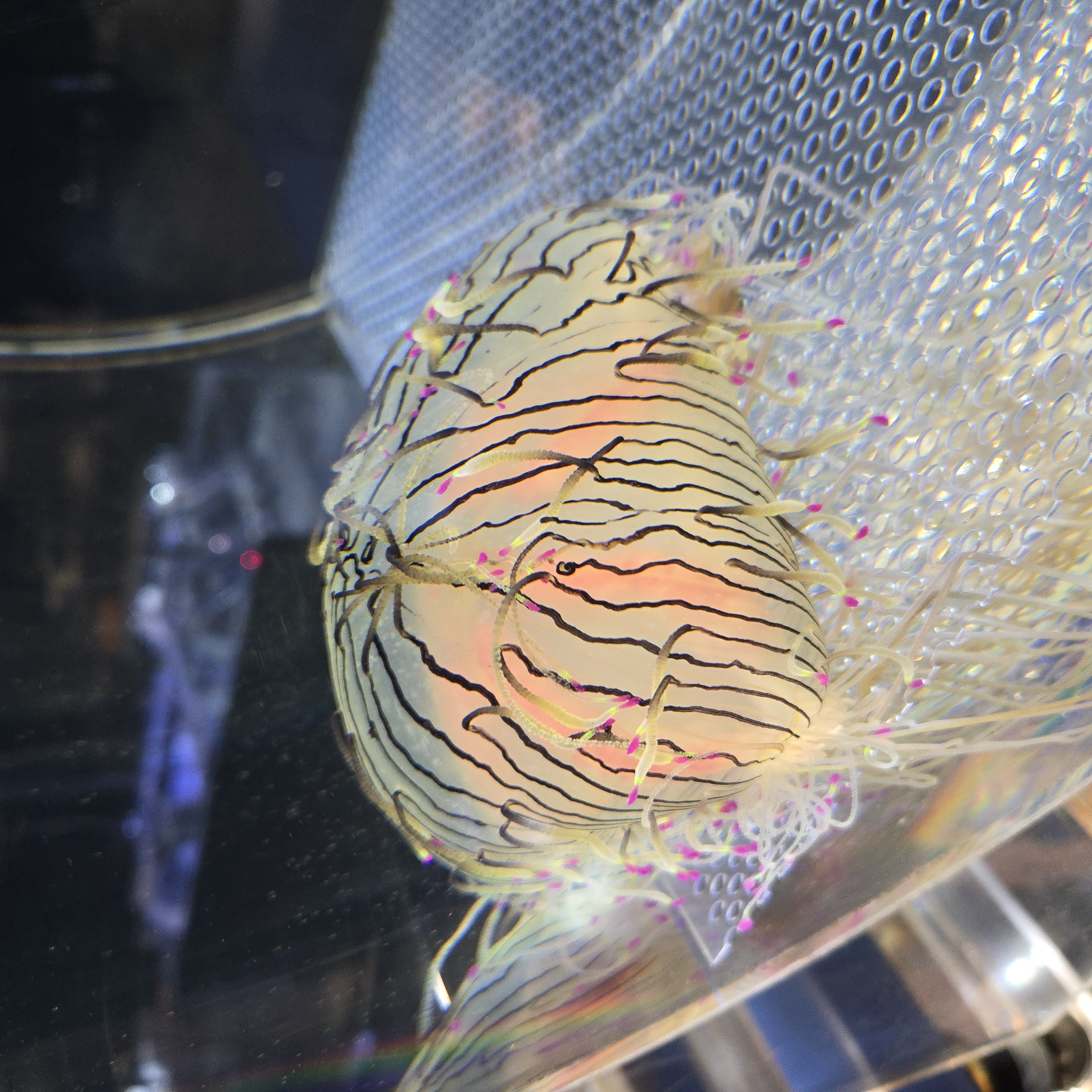 クラゲワンダー研究部員の観察日誌／ハナガサクラゲ編 | コラム