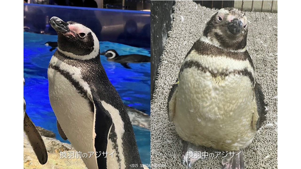 すみペンたちの”衣がえ” | コラム | 東京スカイツリータウン®にある