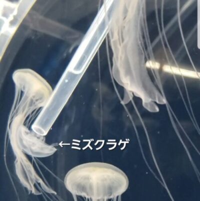 クラゲワンダー研究部員の観察日誌／アマクサクラゲ編 | コラム