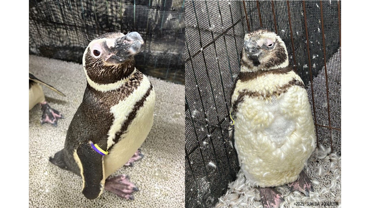 すみペンたちの”衣がえ” | コラム | 東京スカイツリータウン®にある