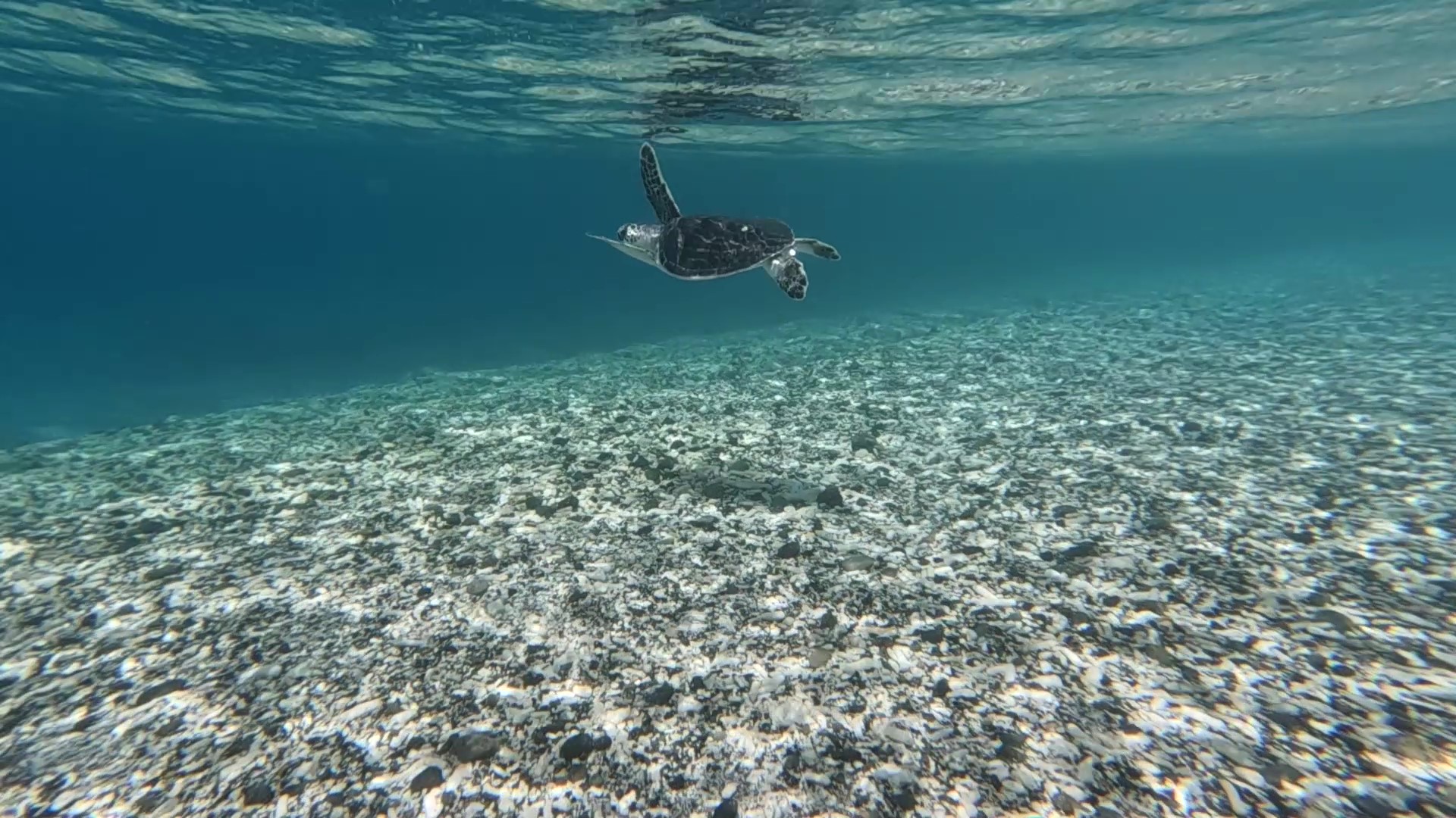 2024年 世界自然遺産小笠原諸島に関する活動レポート | コラム | 東京