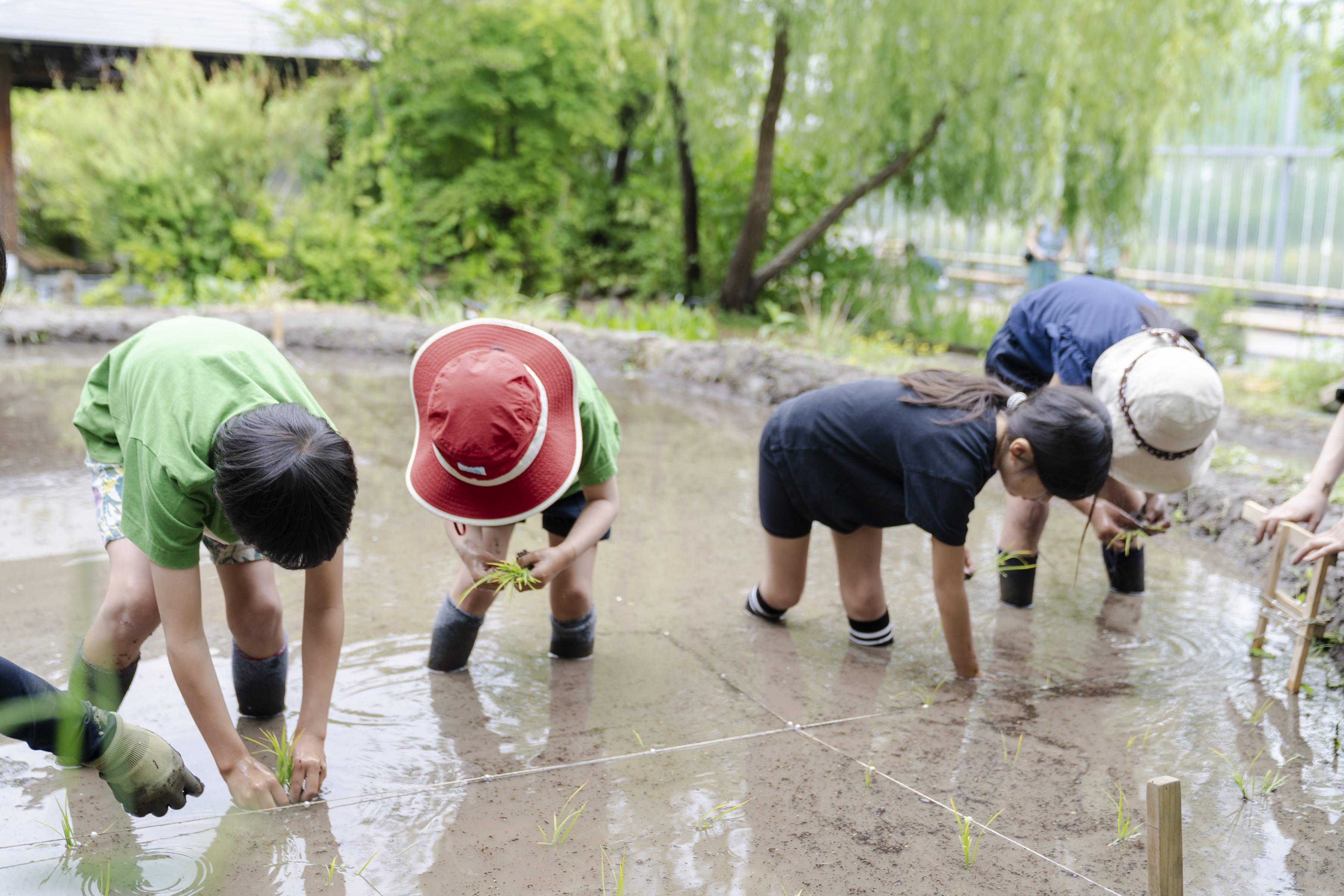 1列ずつ丁寧に苗を植えてくれました。