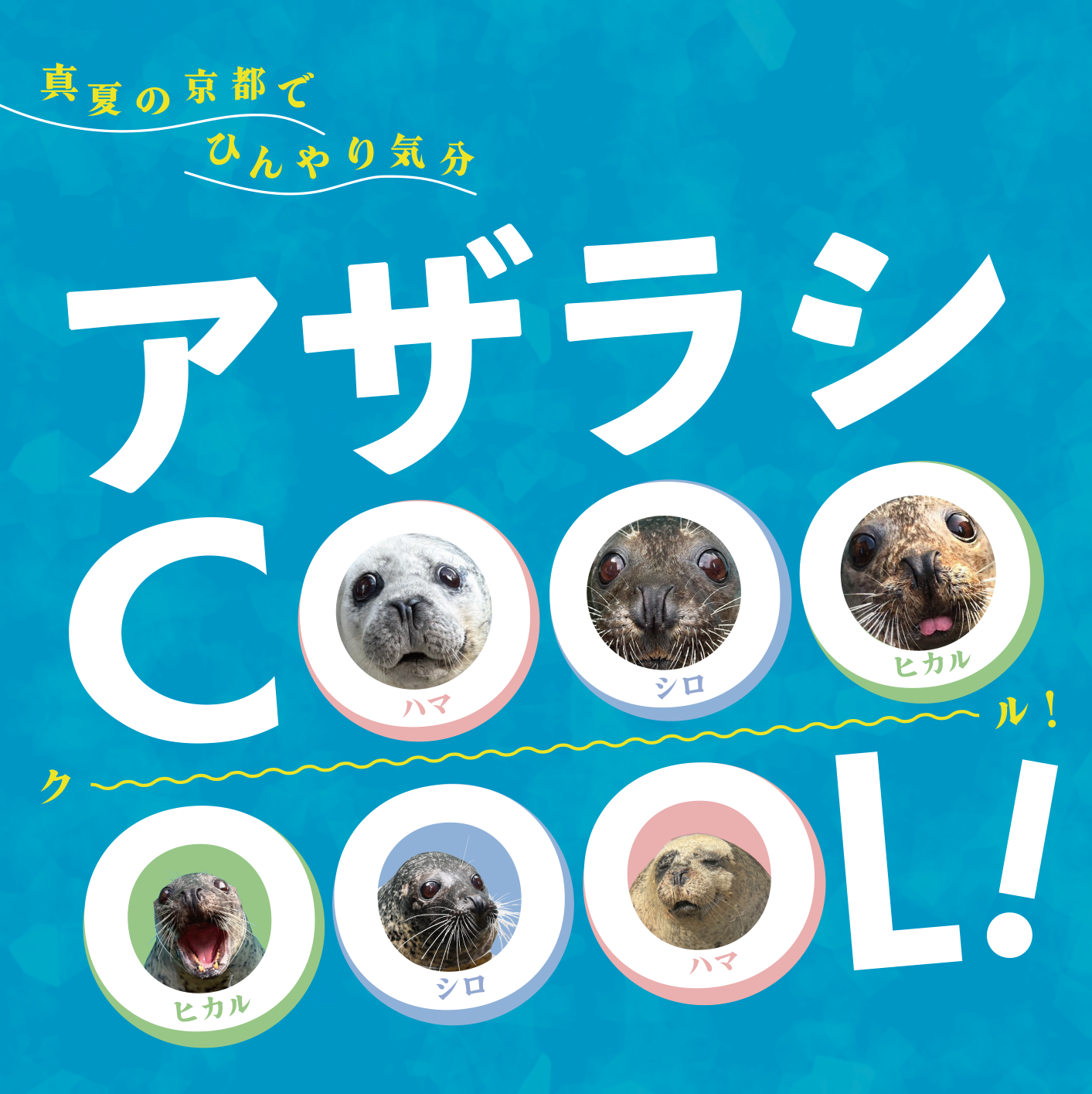 アザラシ仲良しset♡夏 京都の夏はアザラシ展示でひんやり涼む!? 「アザラシCOOOOOOL!」7月11