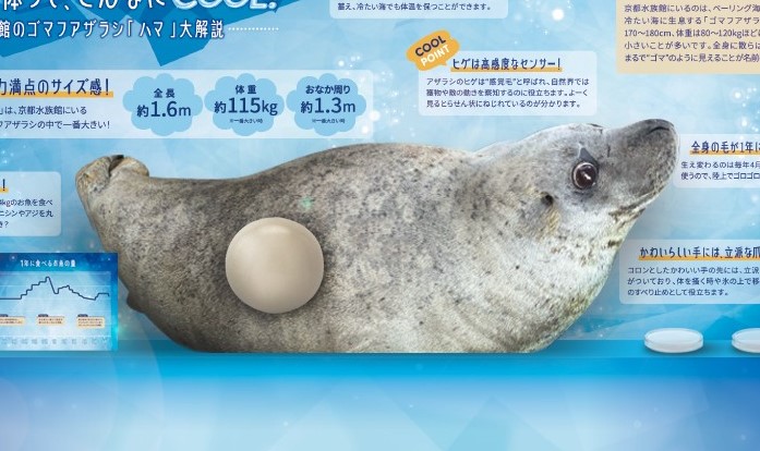 京都の夏はアザラシ展示でひんやり涼む!? 「アザラシCOOOOOOL!」7月11