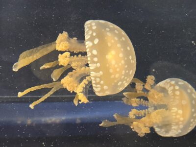 タコクラゲ-scaled-