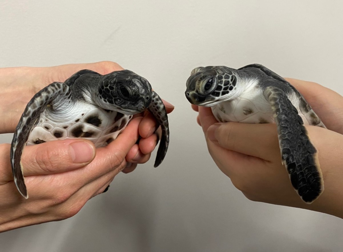 世界自然遺産の小笠原諸島の海から今年もやってくる！アオウミガメの
