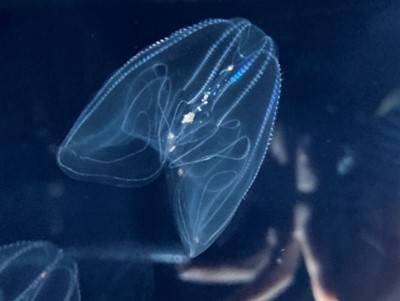 クラゲ Kabuto Kurage (Japanese Name) | Living creatures encyclopedia