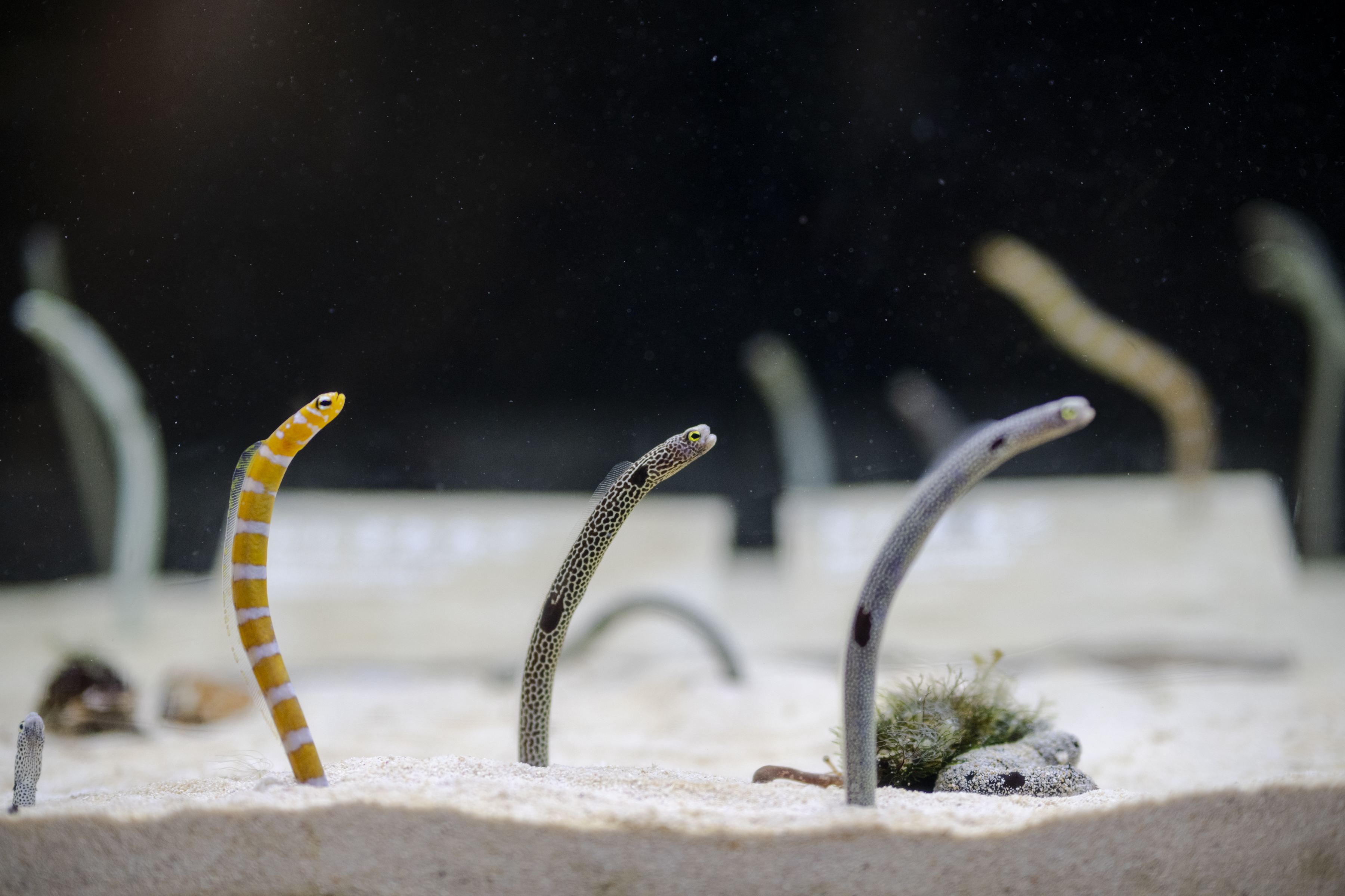 チンアナゴ | 京都水族館のいきものたち | 梅小路京都西駅からすぐ
