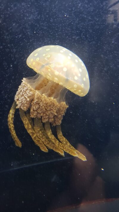 クラゲワンダー研究部員の観察日誌／タコクラゲ編 | コラム | 梅小路