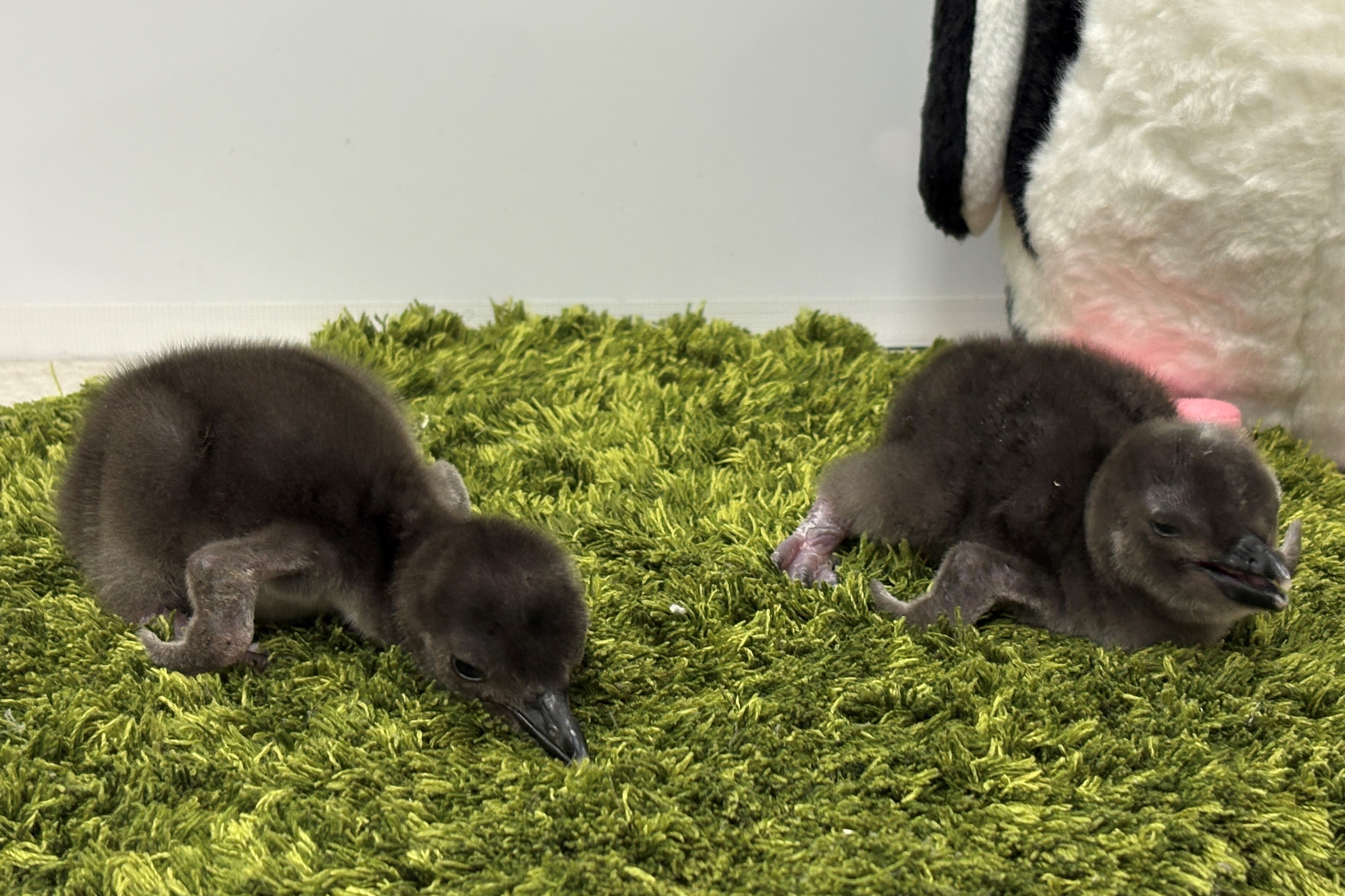 新たに2羽のきょうだいが仲間入り マゼランペンギンの赤ちゃん「きび