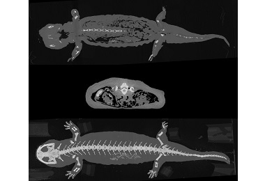 終了しました】9月9日はオオサンショウウオの日！「骨の髄までオオ