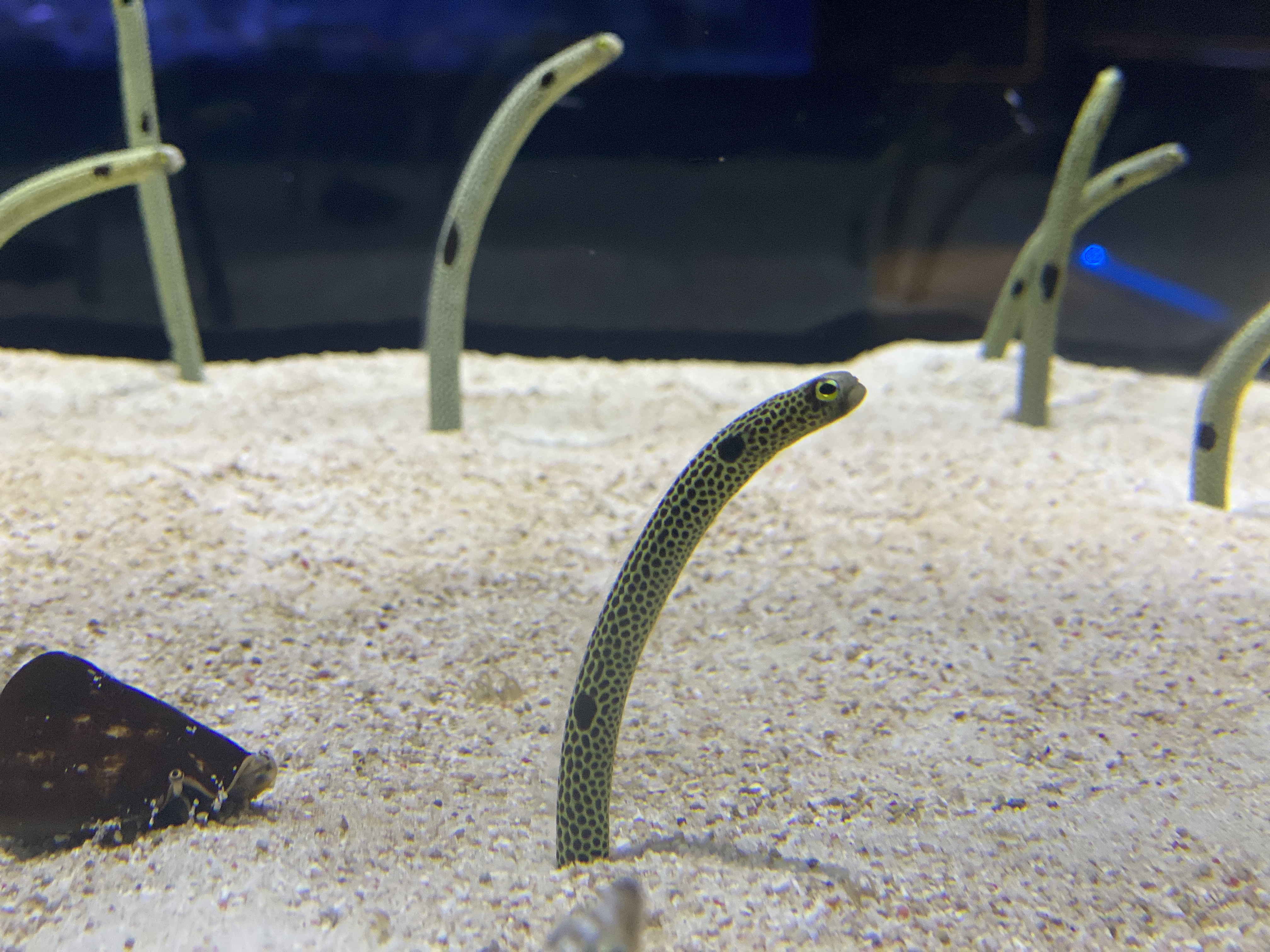 チンアナゴ | すみだ水族館のいきものたち | 東京スカイツリータウン