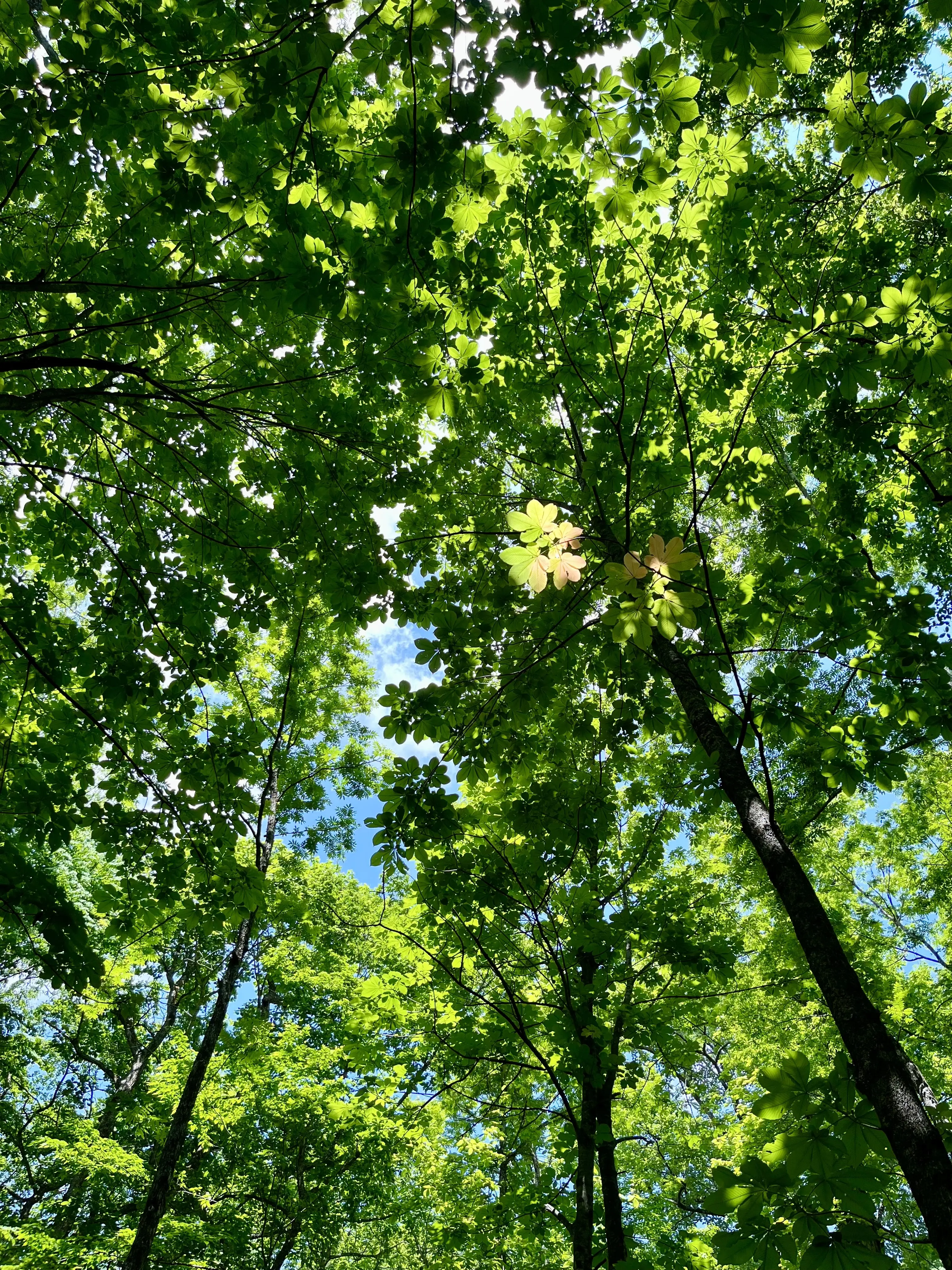 Oirase-Keiryu-Hiking-5