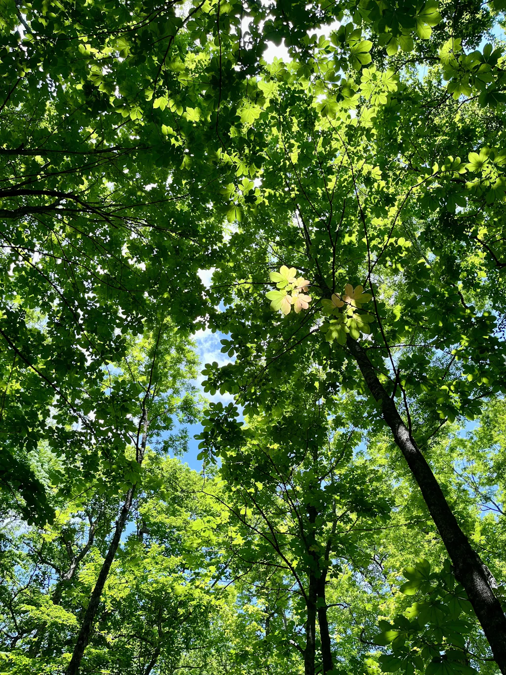 Oirase-Keiryu-Hiking-5