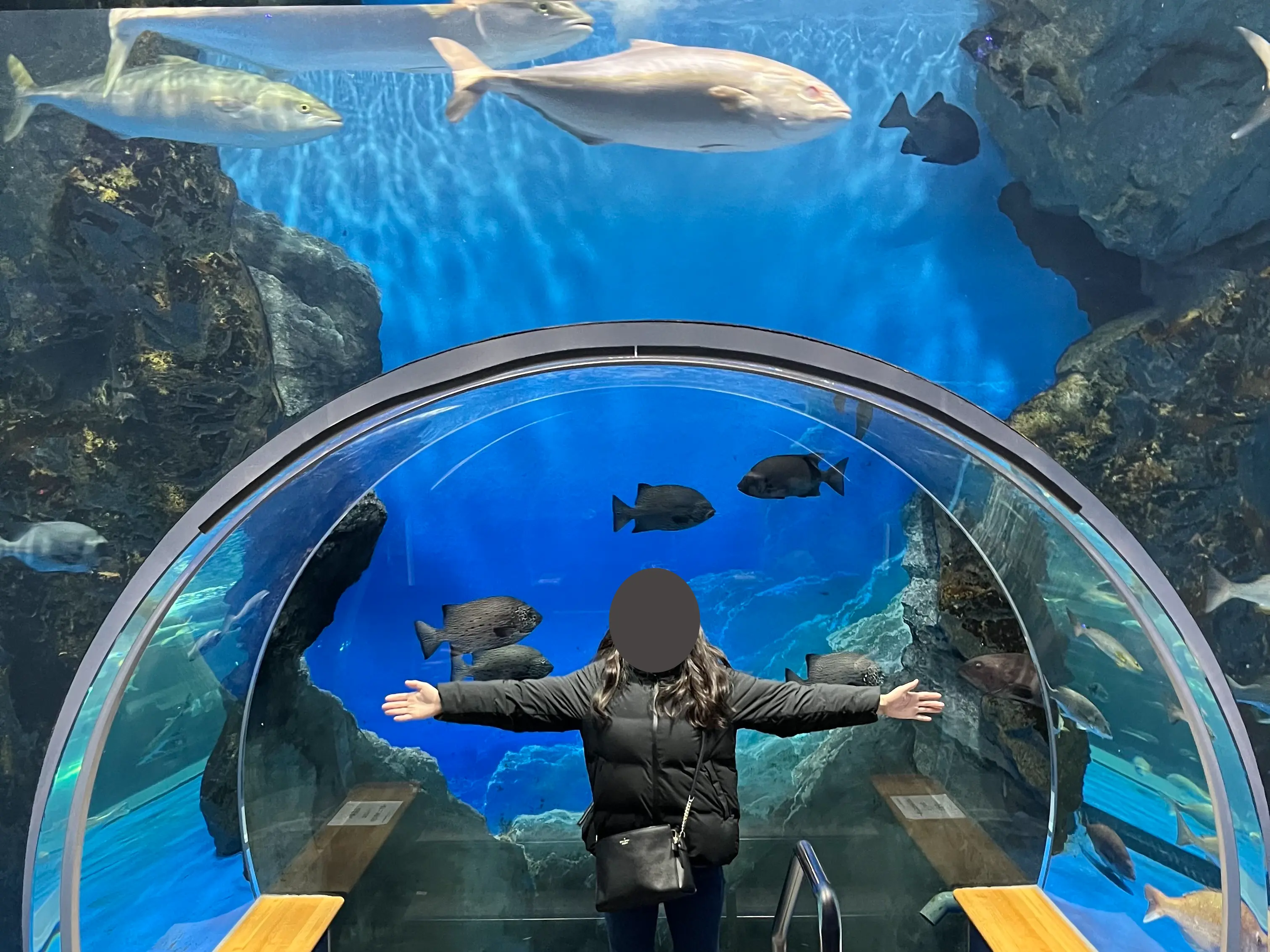 Noto-aquarium-1