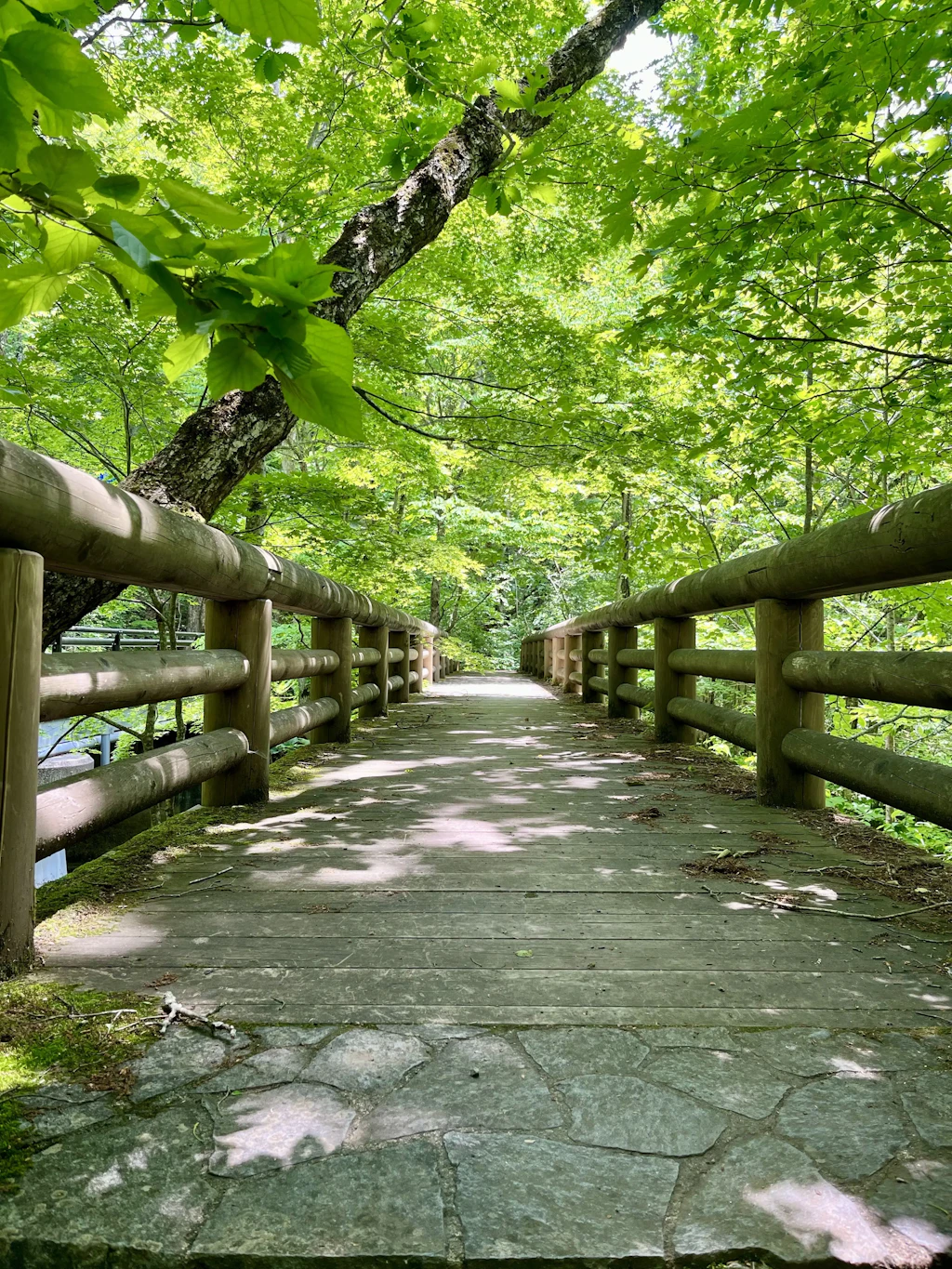 Oirase-Keiryu-Hiking-15