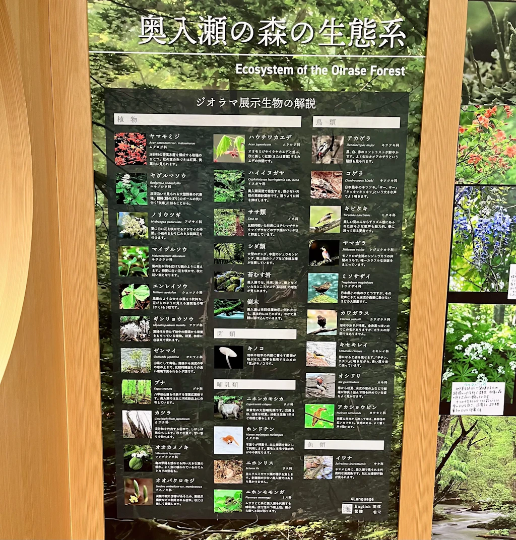 Oirase-Keiryukan-5