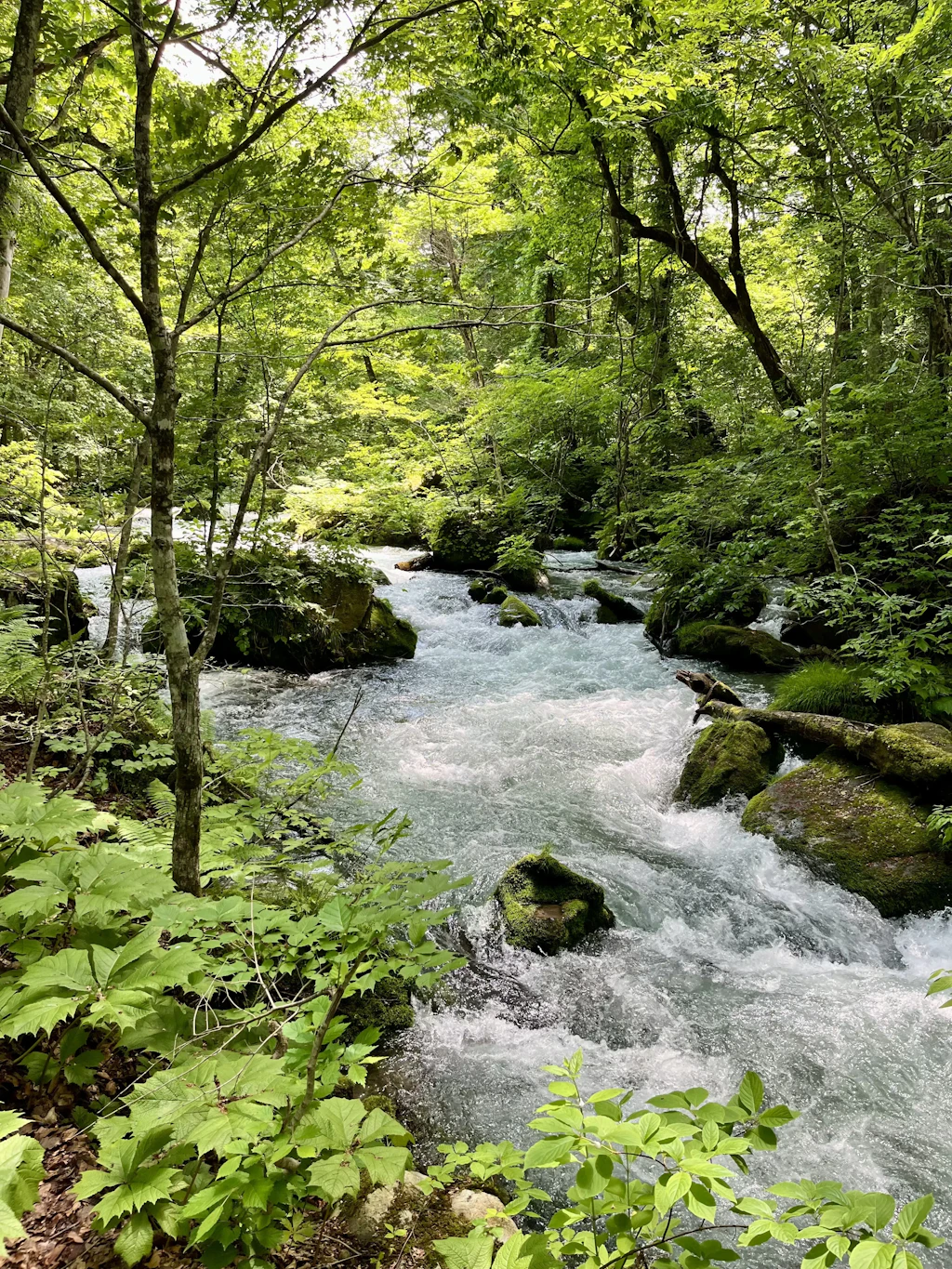 Oirase-Keiryu-Hiking-18