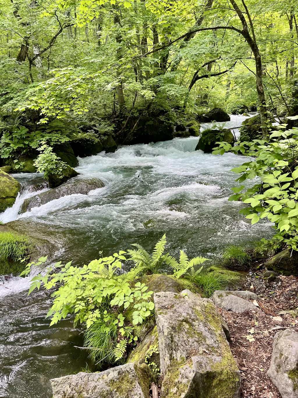 Oirase-Keiryu-Hiking-6