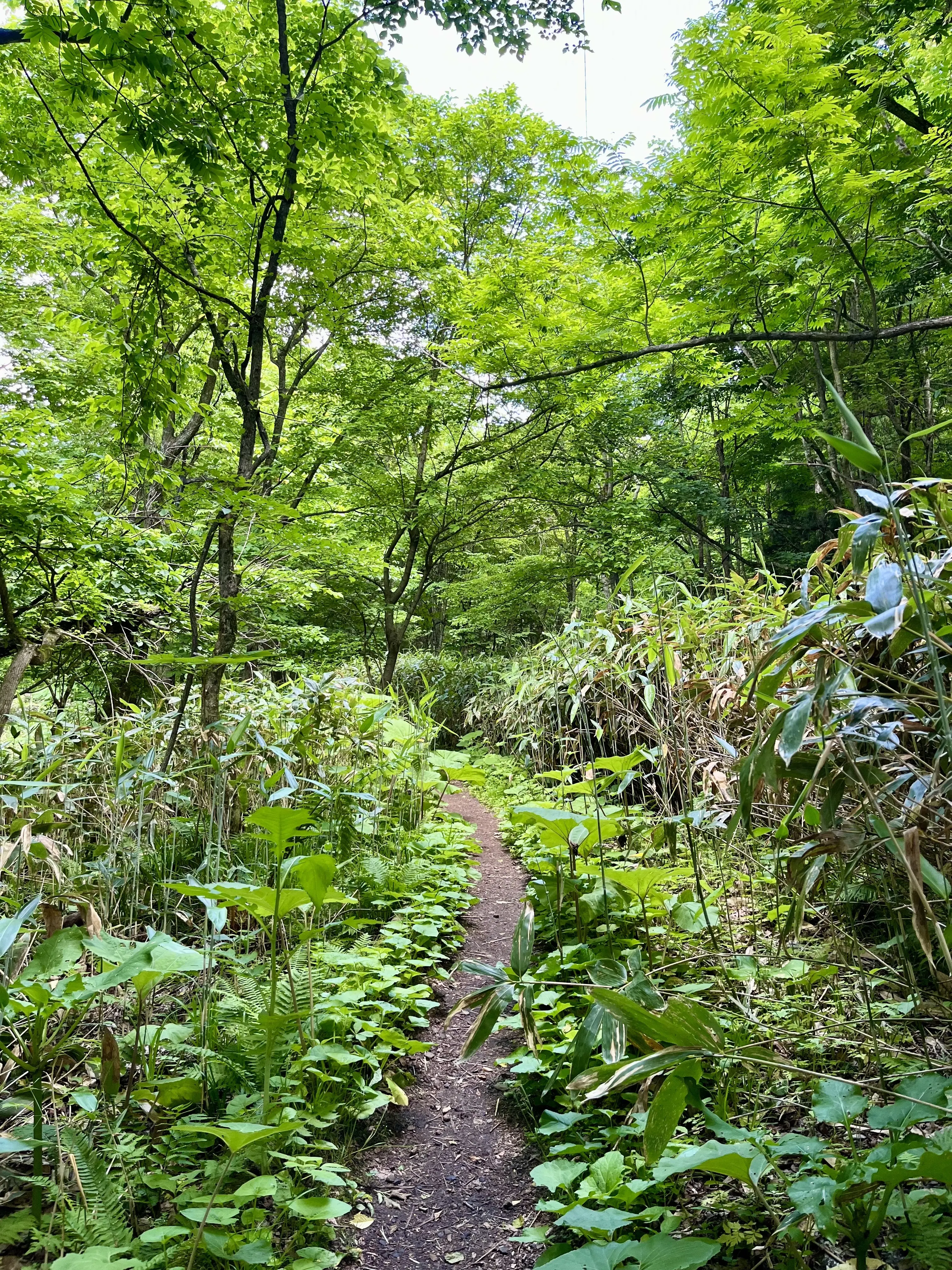 Oirase-Keiryu-Hiking-1