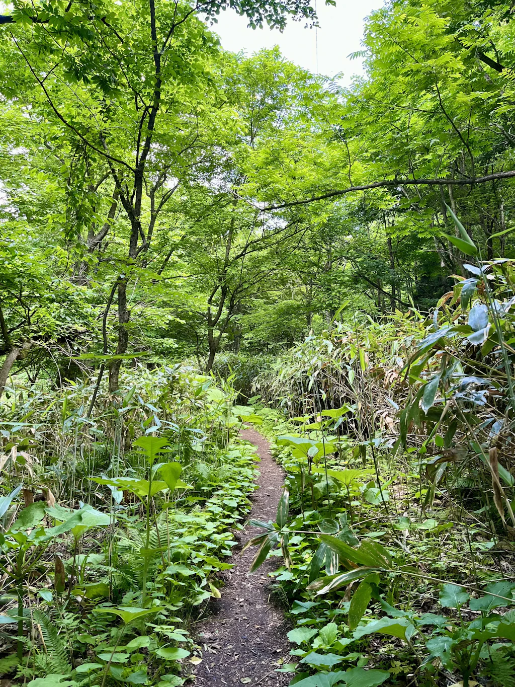 Oirase-Keiryu-Hiking-1