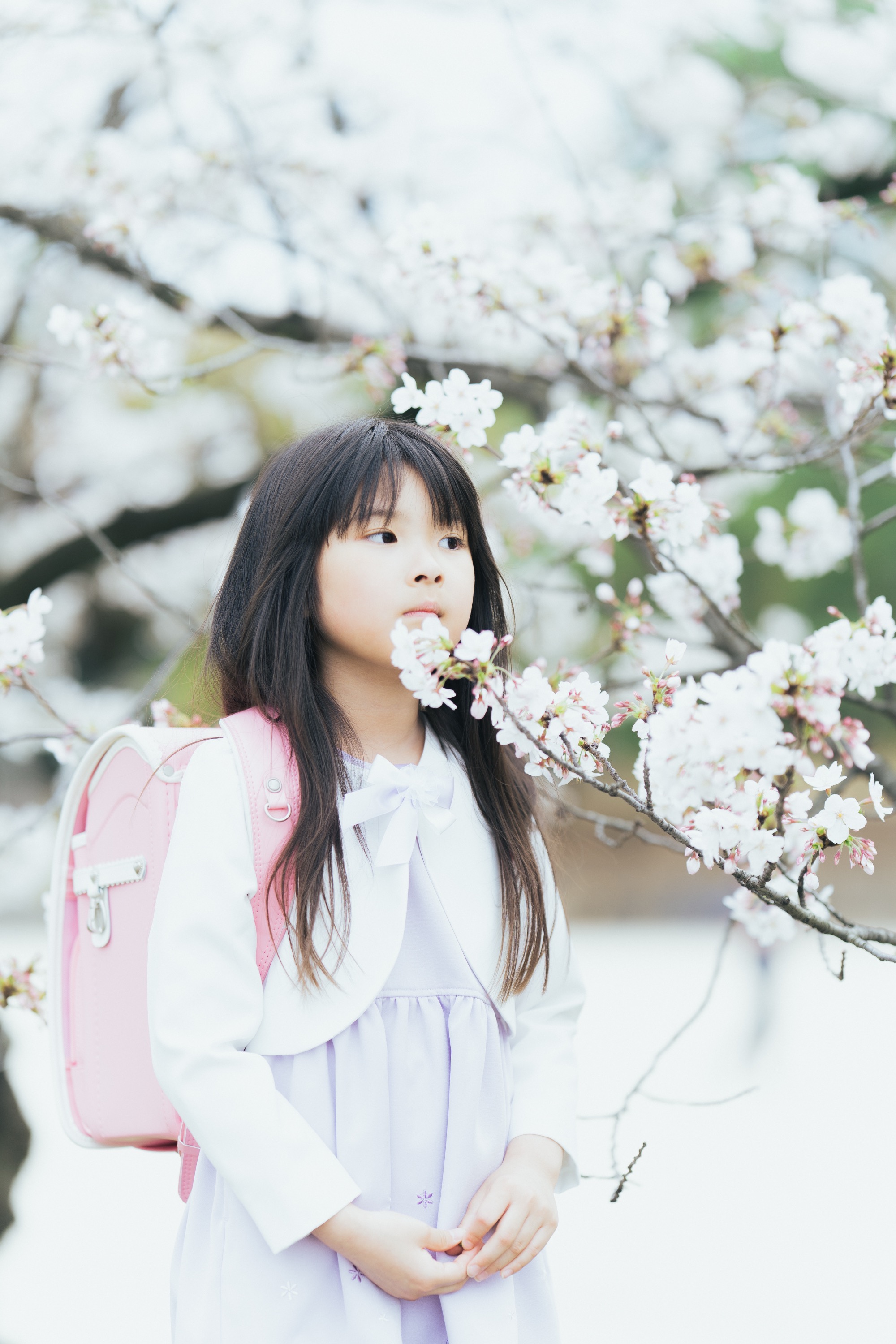 桜の花に顔を近づける女の子