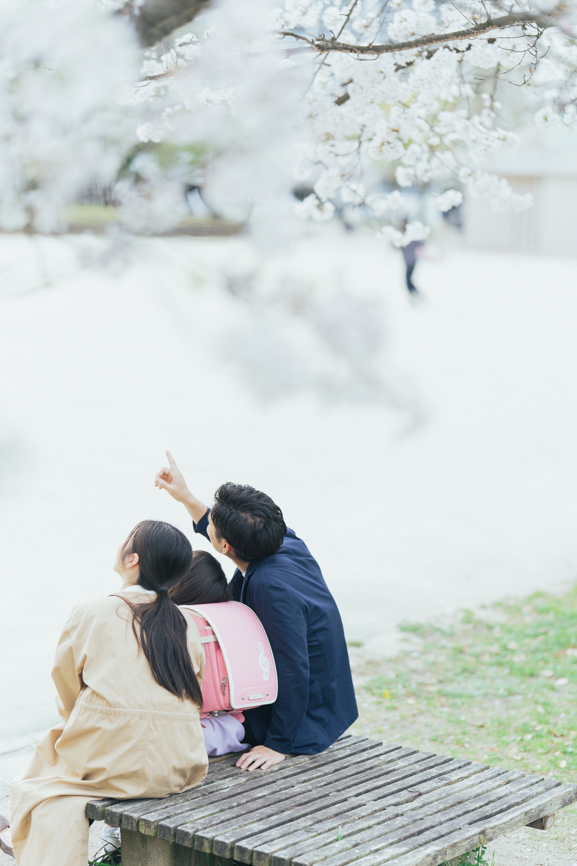 ベンチから桜を見上げる家族の後ろ姿