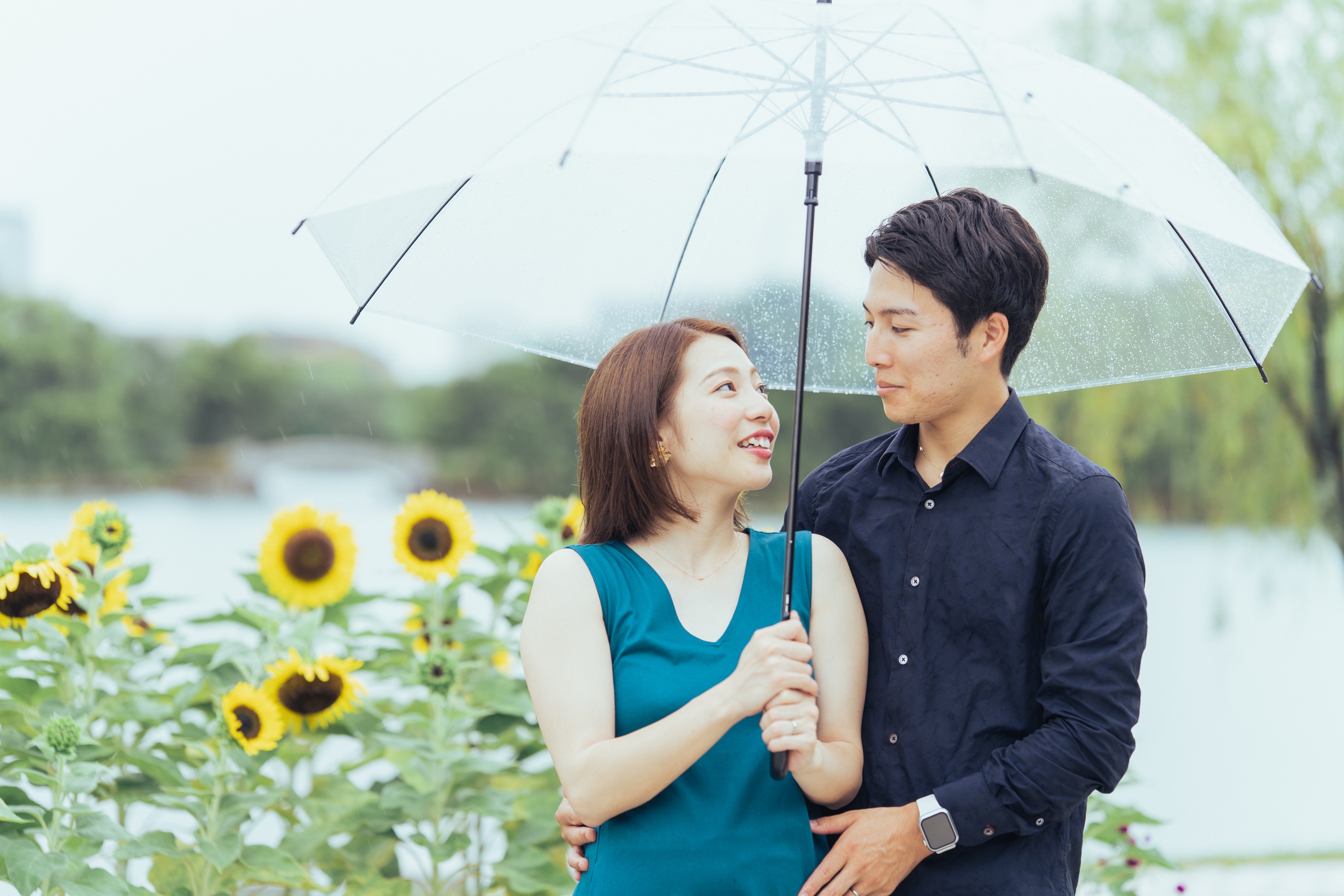 ひまわりの前でビニール傘を差して見つめ合うお二人