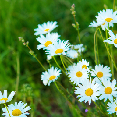 小林麻央のブログアイコン写真