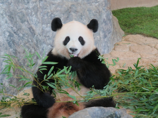 初心者でも分かる！Pandasを使用した効率的なデータ分析手法を学ぼう！
