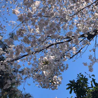ホテルの斜め前にある鈴之御前社で桜が満開。
