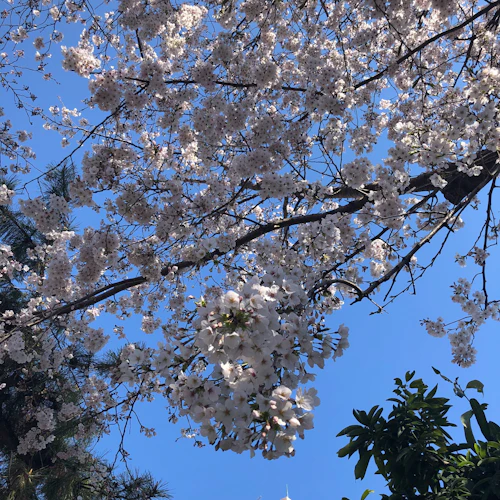 ホテルの斜め前にある鈴之御前社で桜が満開。