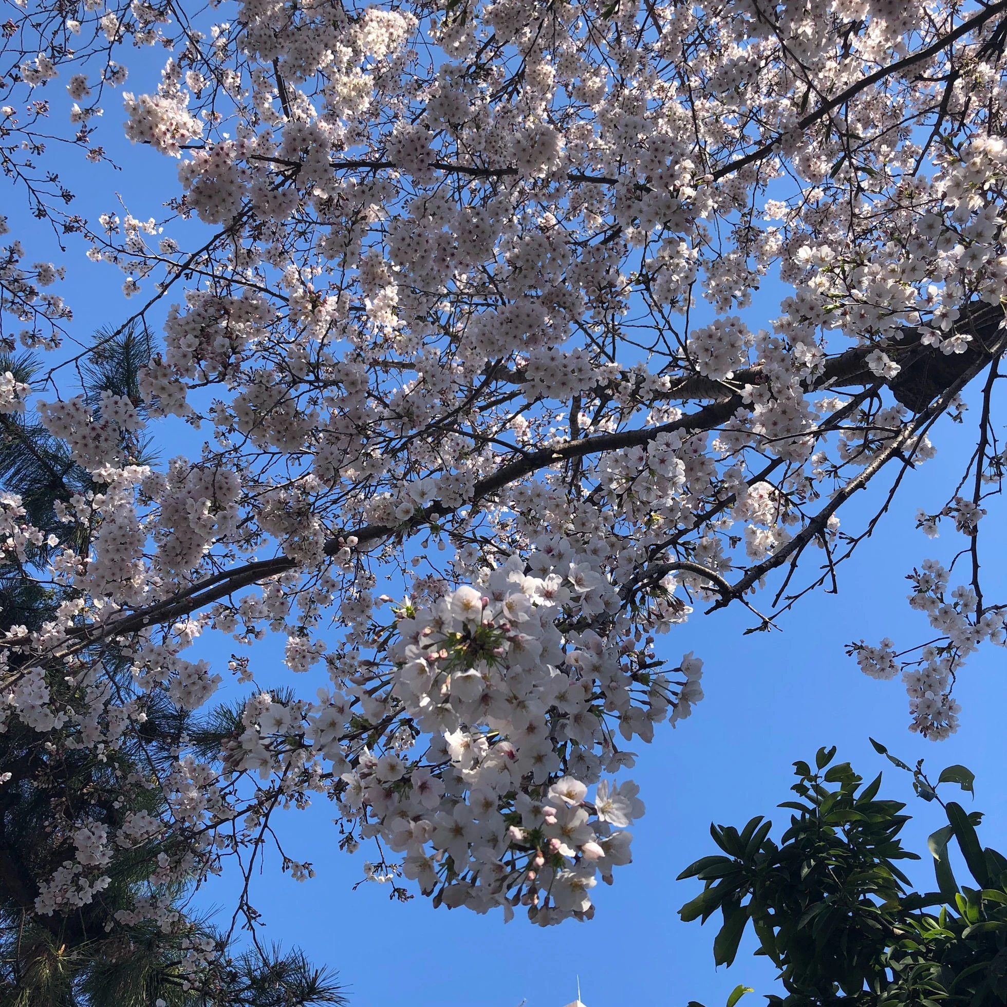 ホテルの斜め前にある鈴之御前社で桜が満開。