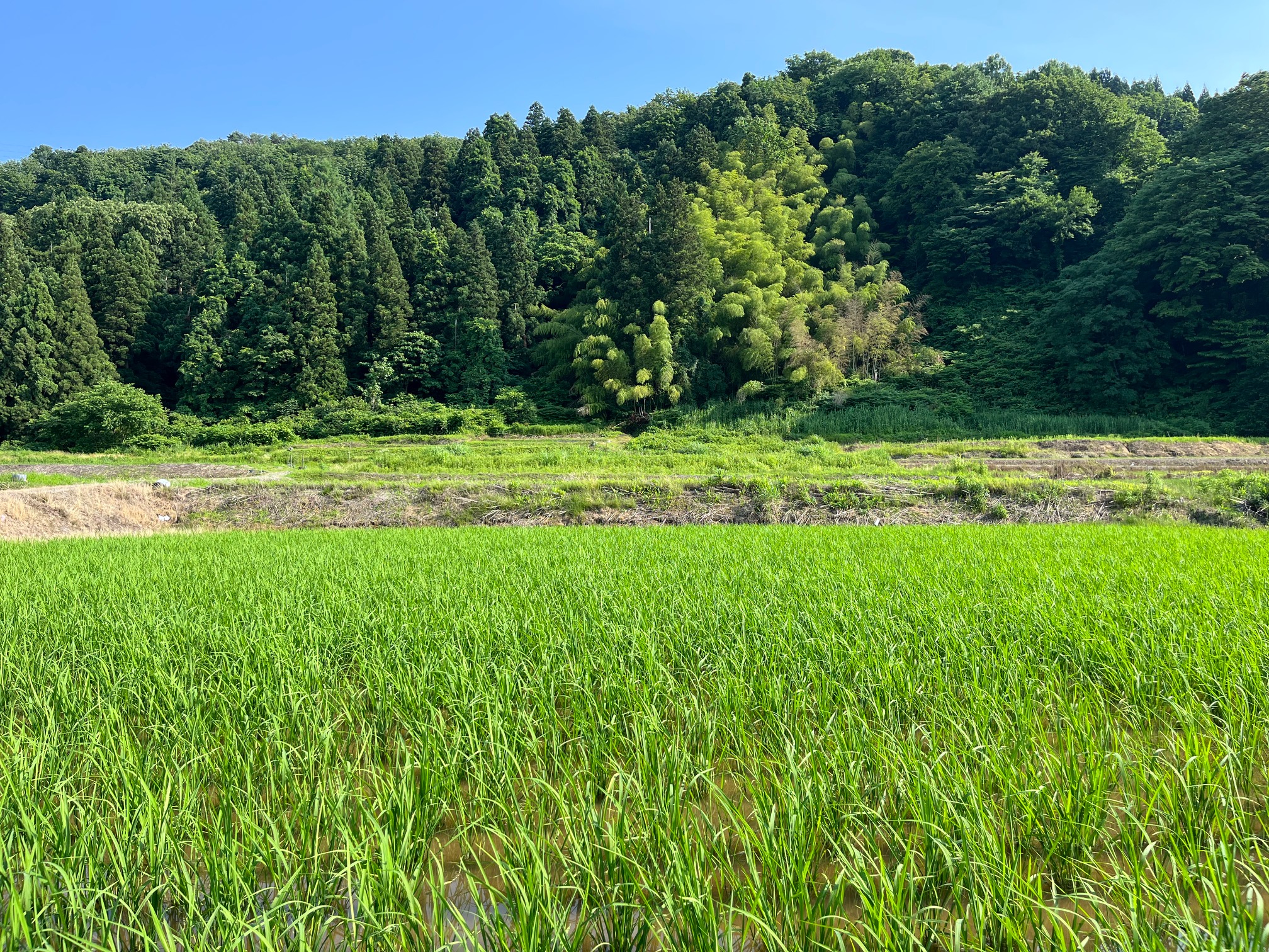 お米作り　成長記録②