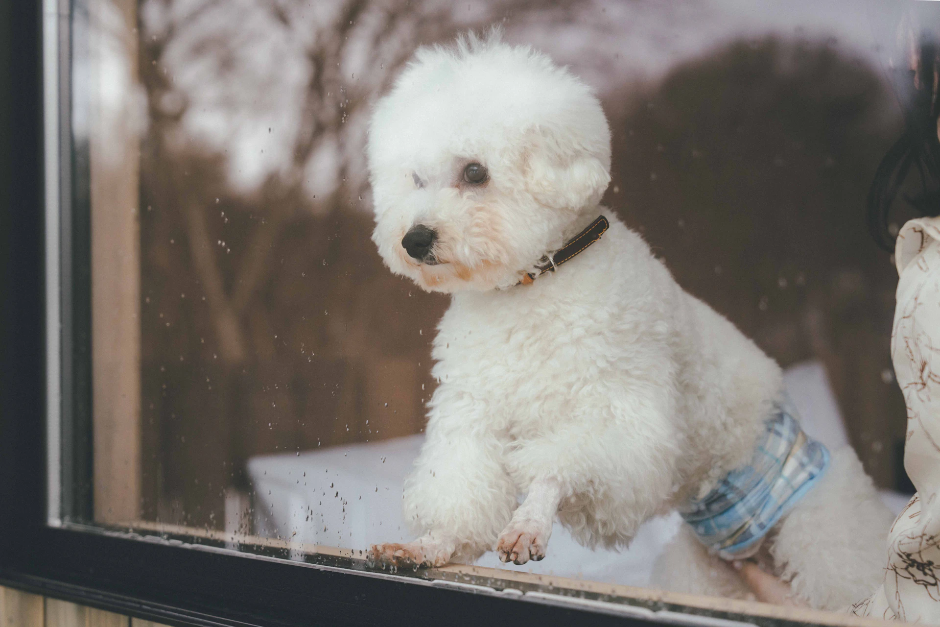 群馬県「わん旅ぐんま」ペットツーリズム推進プロジェクト