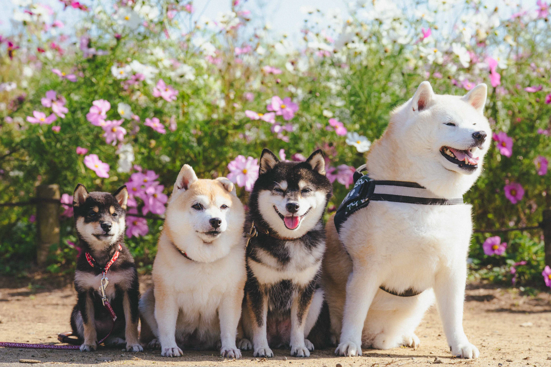 茨城県「ペットツーリズムマーケティング調査」メディアツアー実施