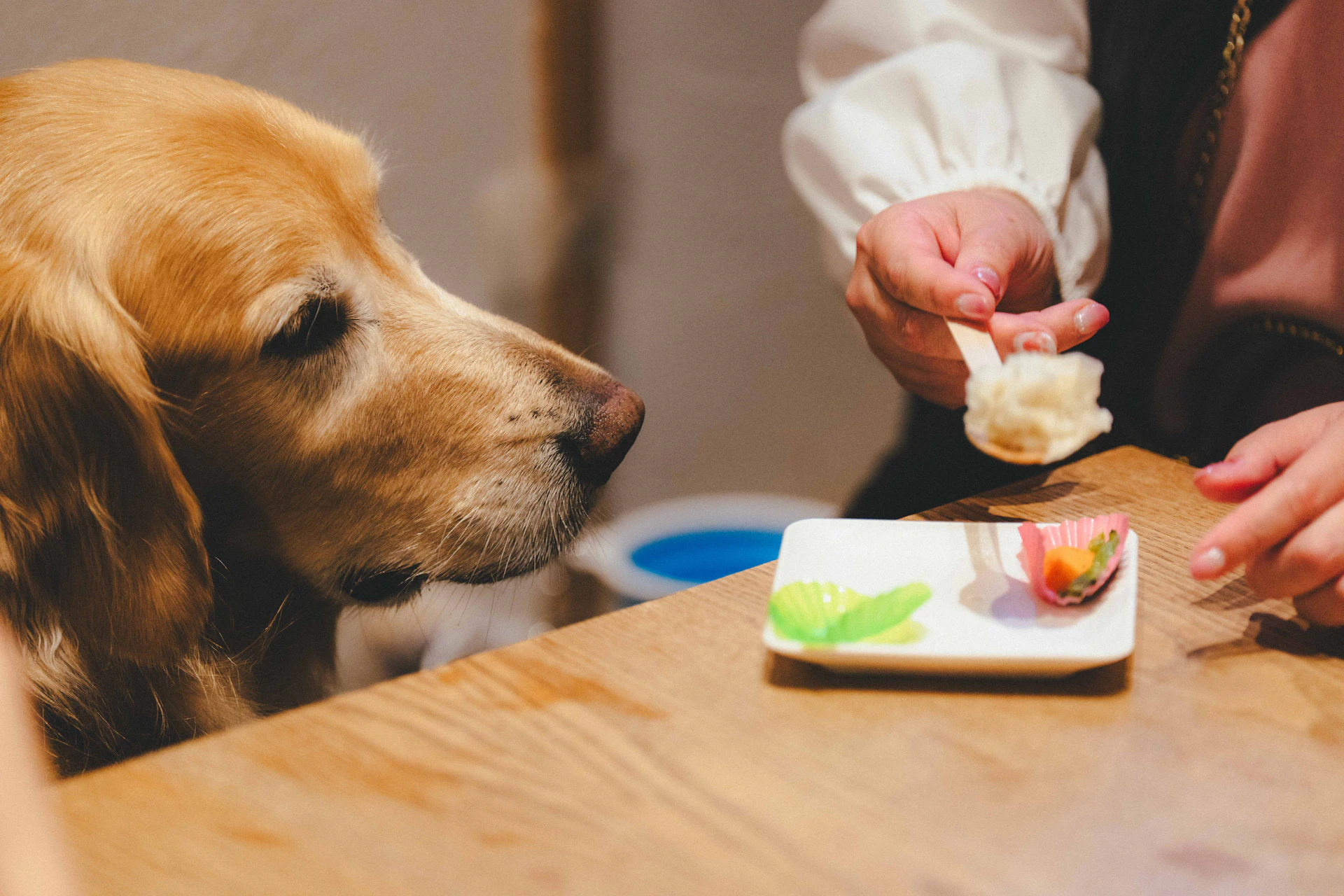 茨城県「ペットツーリズムマーケティング調査」メディアツアー実施