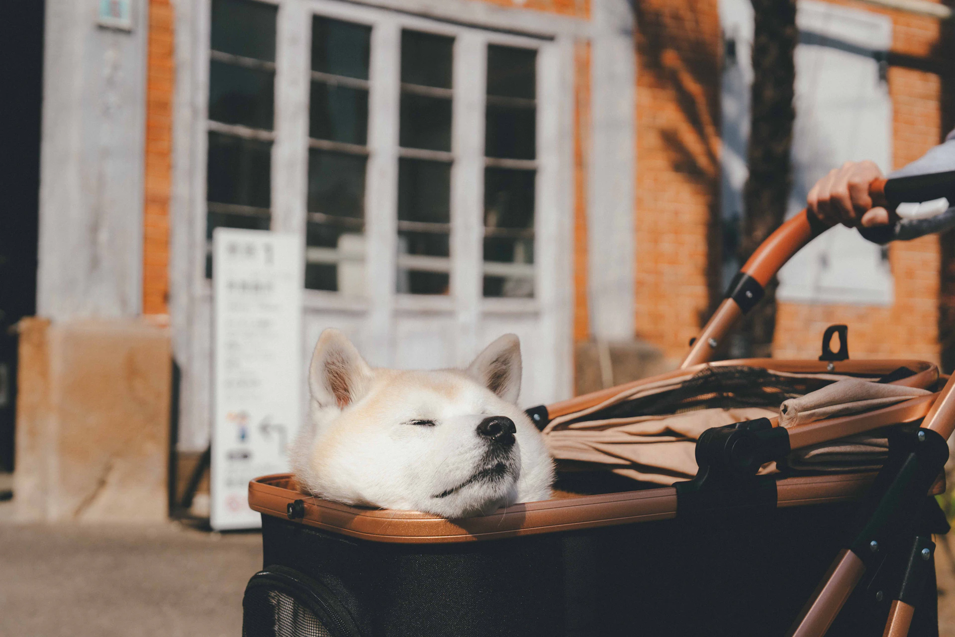 群馬県「わん旅ぐんま」ペットツーリズム推進プロジェクト
