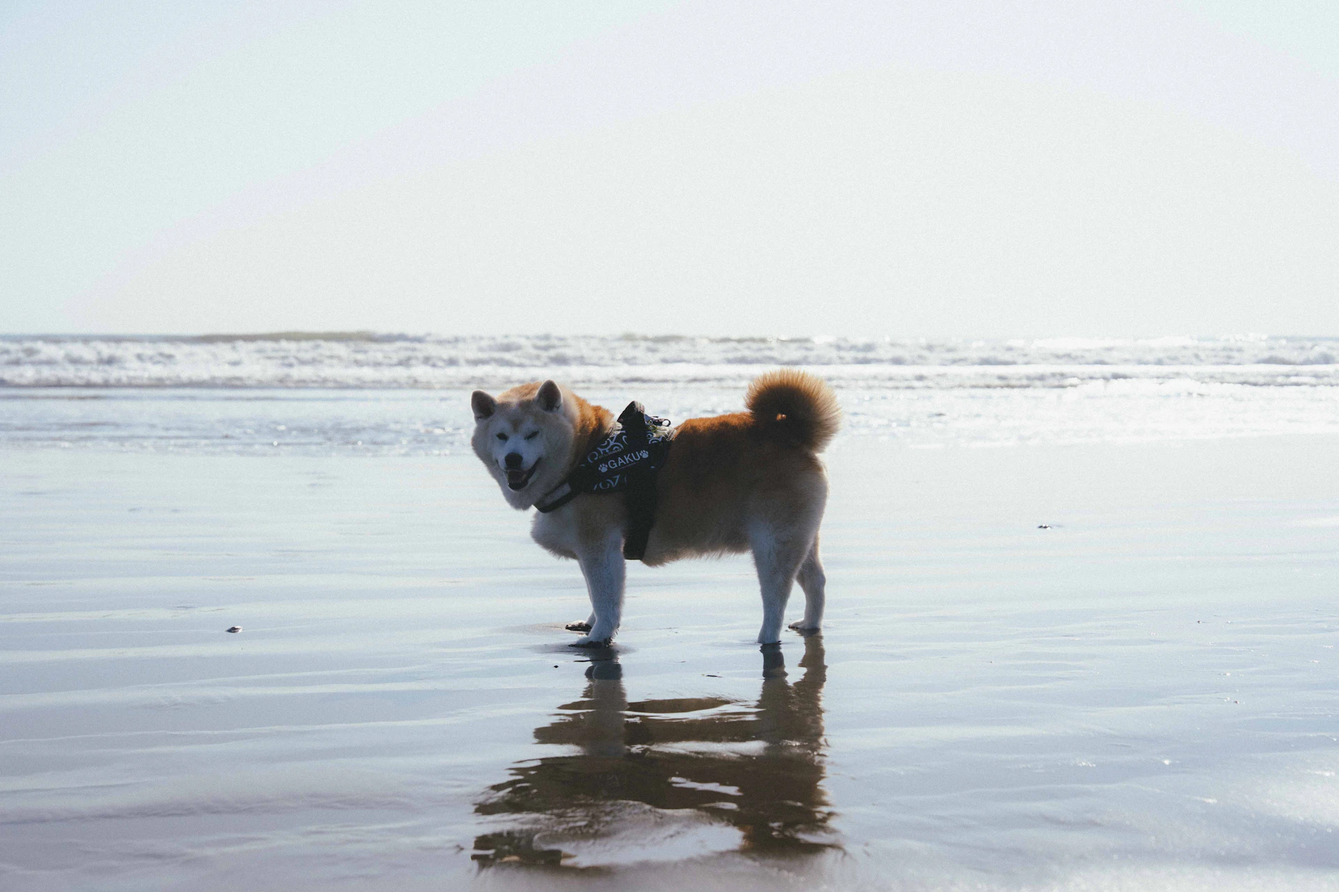 茨城県「ペットツーリズムマーケティング調査」メディアツアー実施