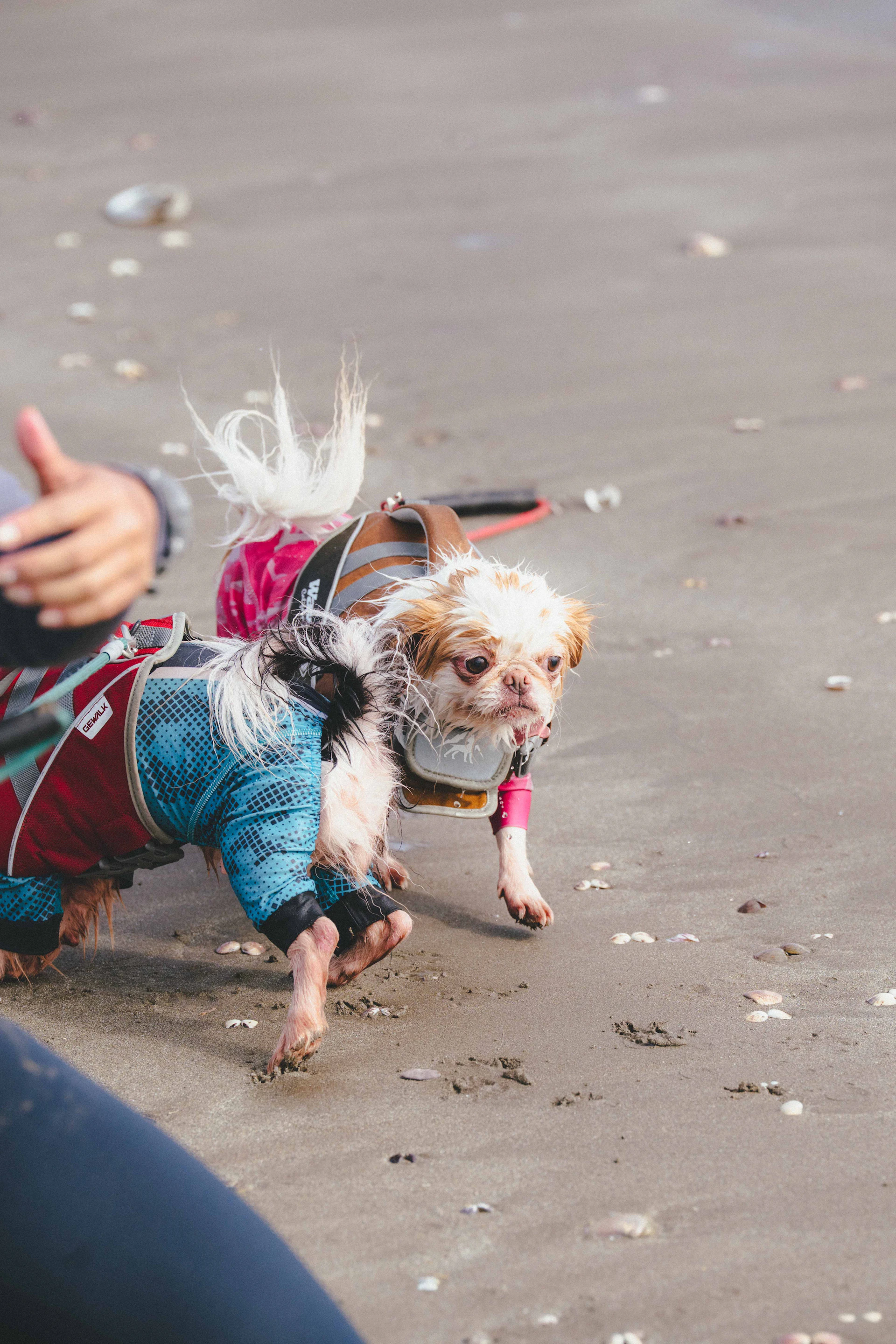 茨城県「ペットツーリズムマーケティング調査」メディアツアー実施
