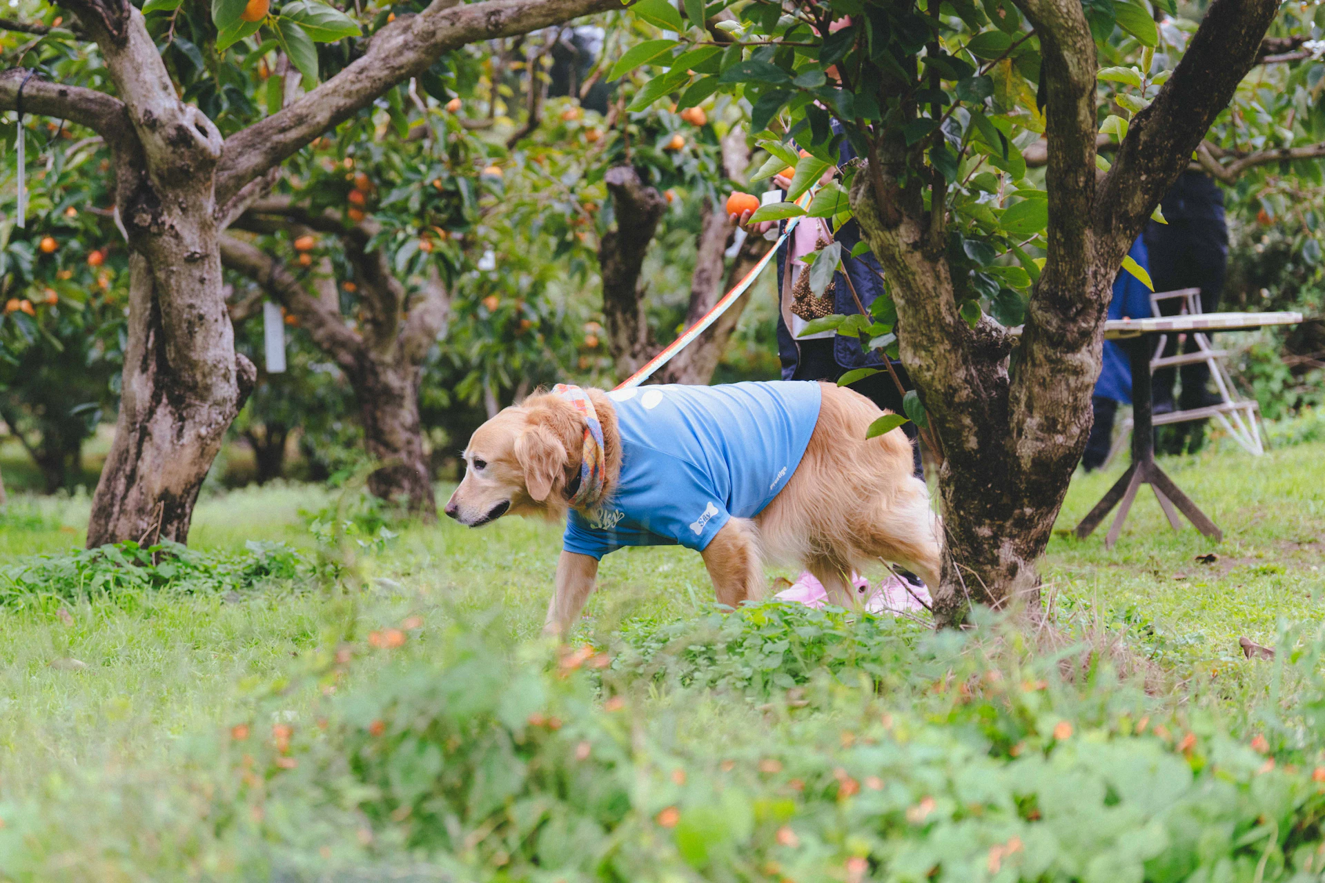 茨城県「ペットツーリズムマーケティング調査」メディアツアー実施