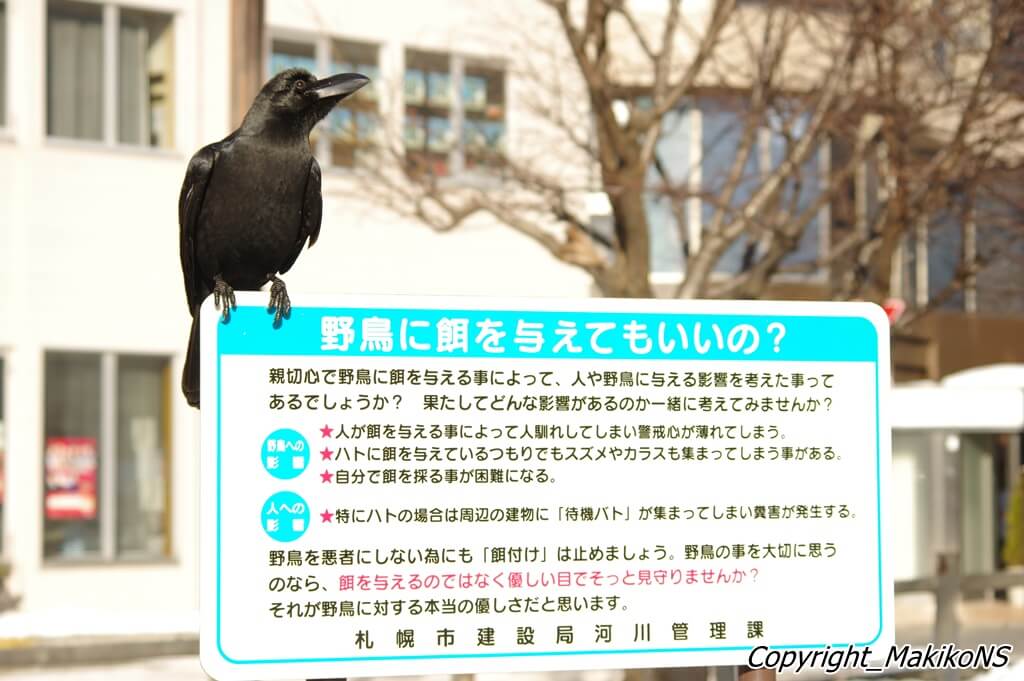 写真提供：中村眞樹子