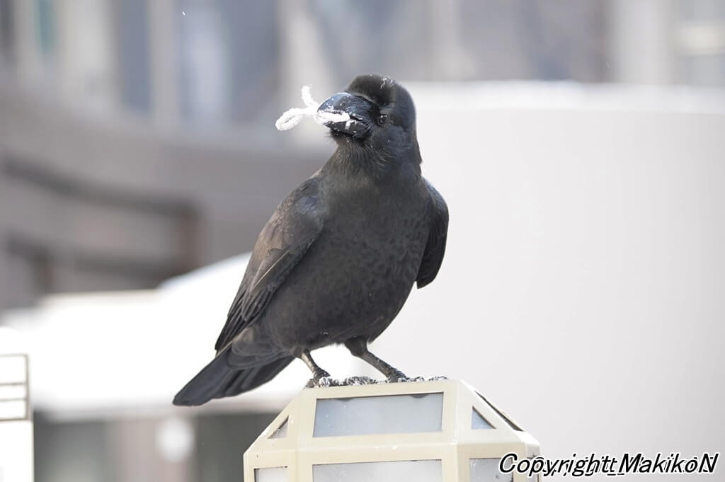 凍ったうどんを加えるハシブトガラス。　写真提供：中村眞樹子