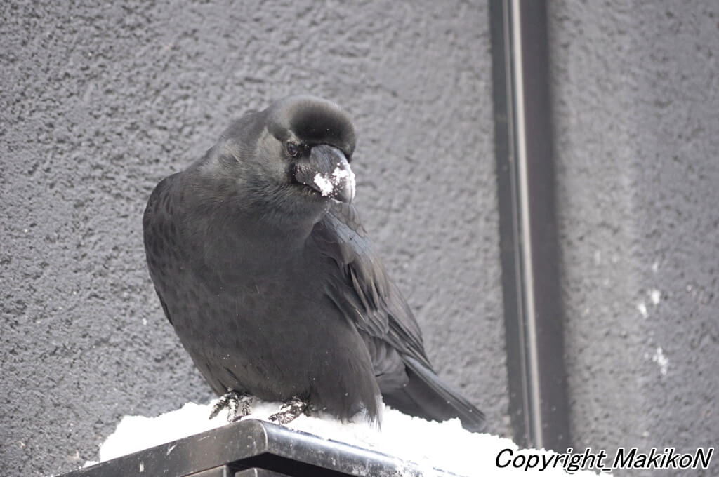 雪がくっついたハシブトガラス。　写真提供：中村眞樹子