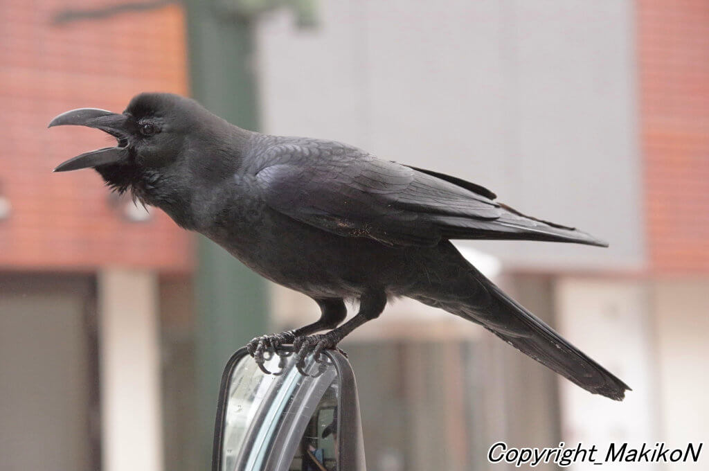 写真提供：中村眞樹子