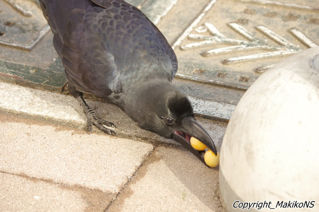 写真提供：中村眞樹子