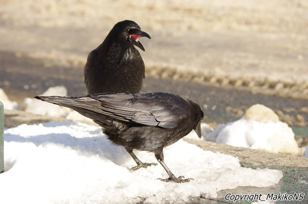 写真提供：中村眞樹子