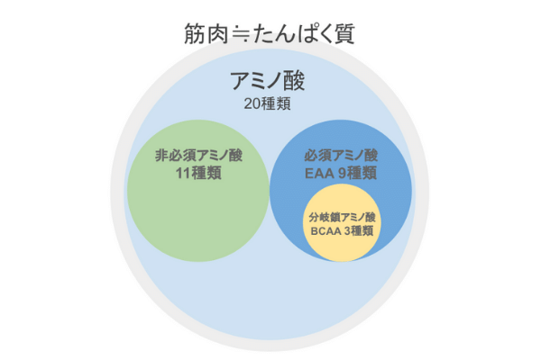 Eaaとbcaaって一体なに ダイエットに必要 現役トレーナーが詳しく解説